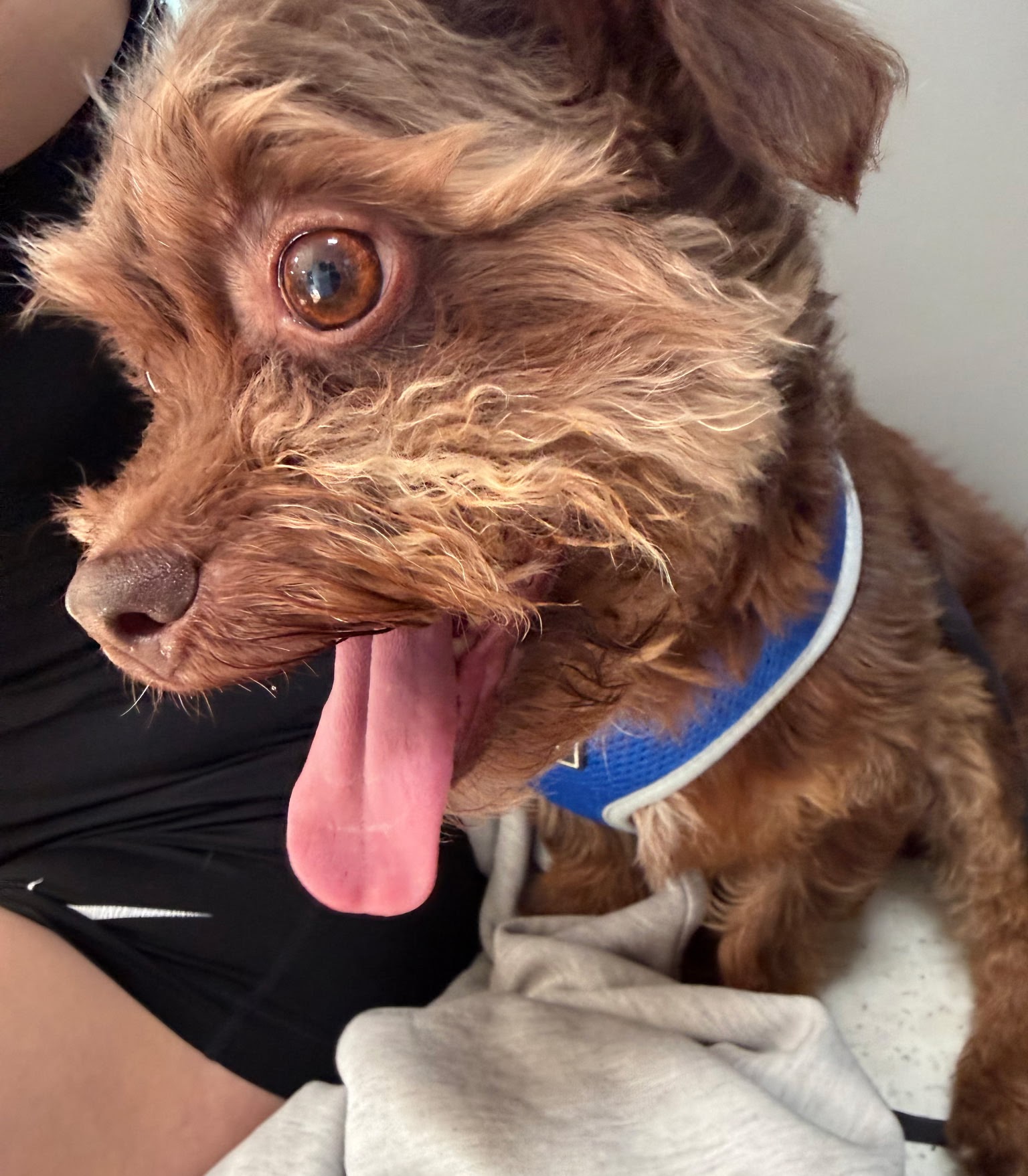 Pet Picture